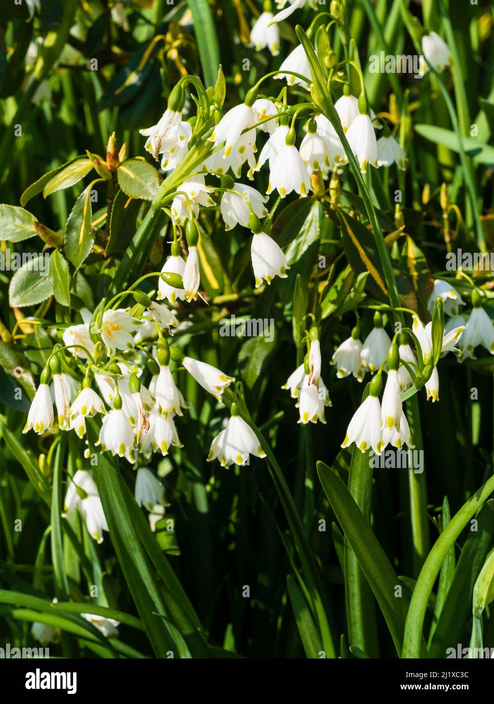Fioriture bianche con punta gialla della primavera ardita fioritura bulbo showflake estate, Leucojum aestivum 'Gravetye Giant' Foto Stock