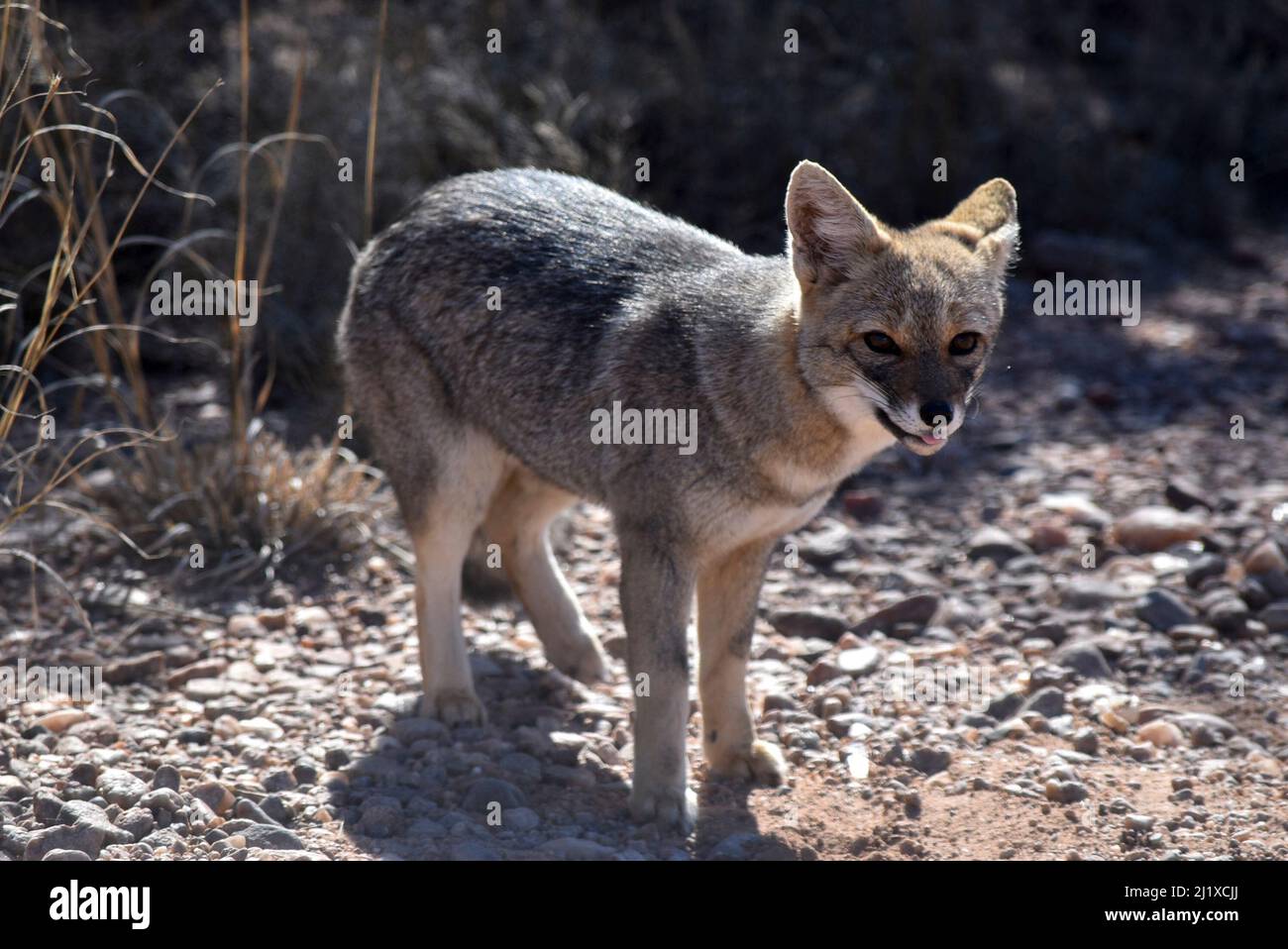 Piccola volpe selvatica a San Luis, Argentina Foto Stock