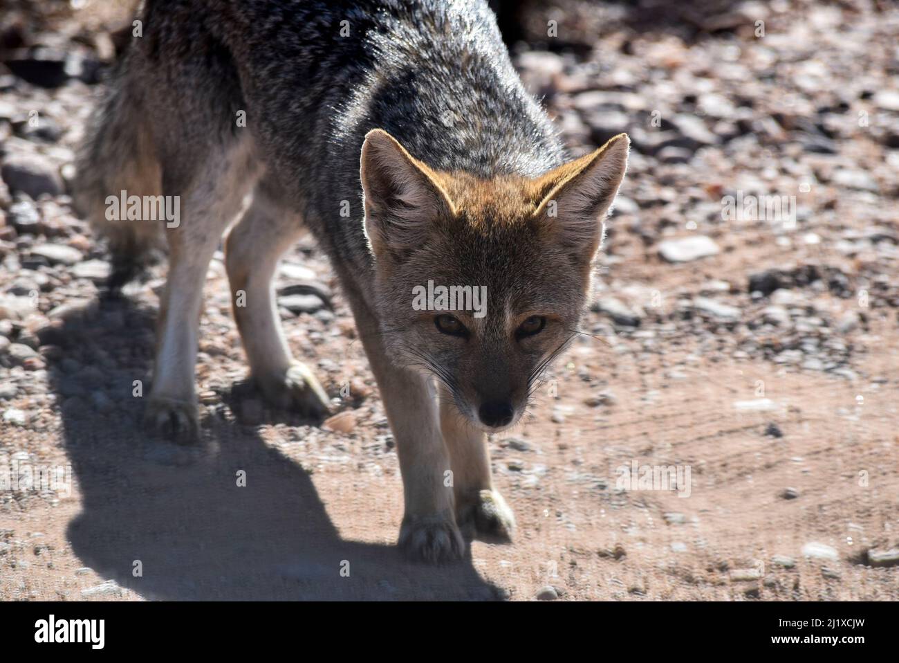 Piccola volpe selvatica a San Luis, Argentina Foto Stock