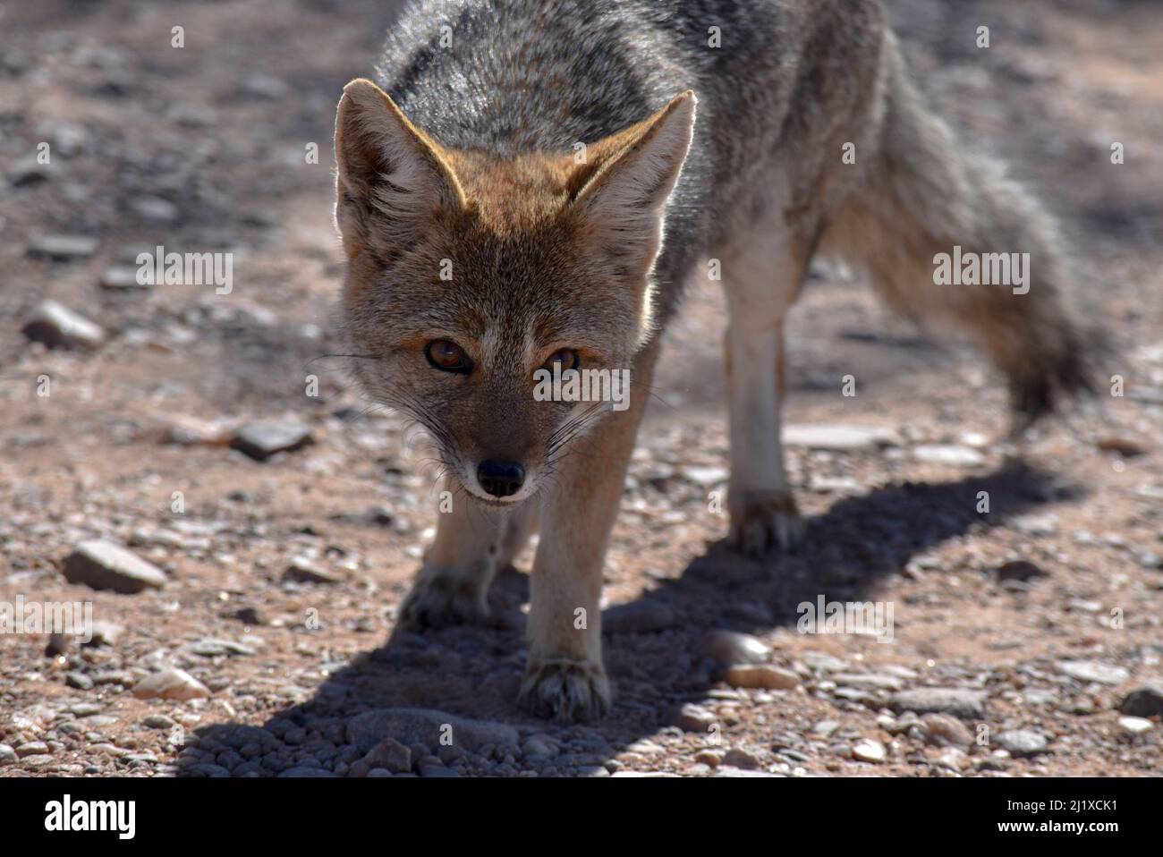 Piccola volpe selvatica a San Luis, Argentina Foto Stock