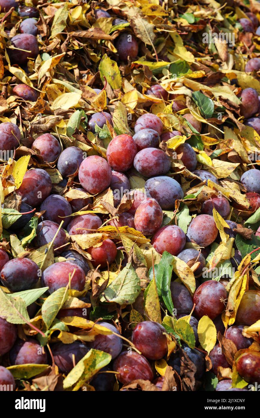Coltivazione delle prugne di Agen: frutteto di Ente Plum con prugne mature durante la raccolta tra metà agosto e metà settembre Foto Stock