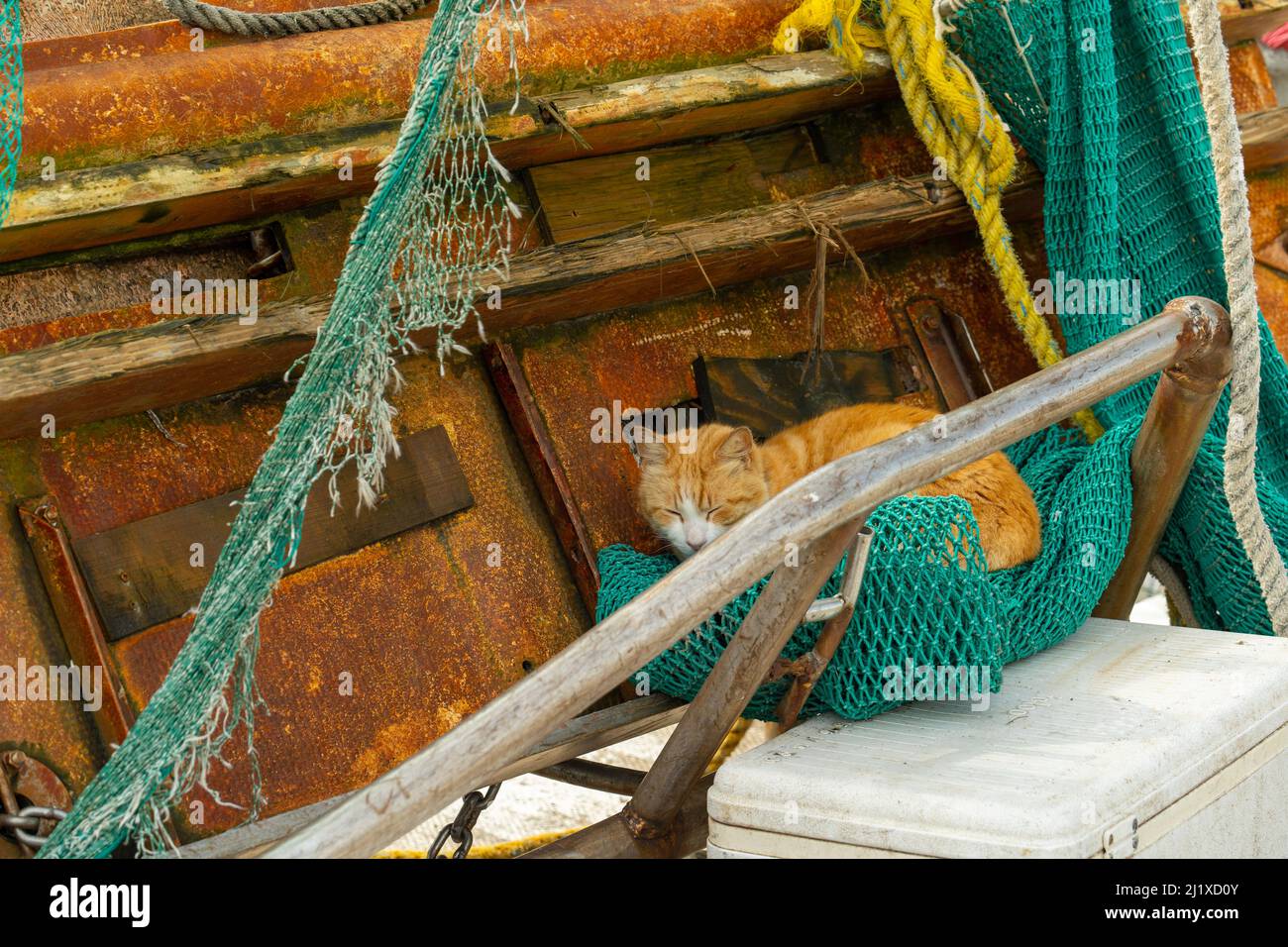 Bellissimo gatto tabby dormire comodamente sulla rete da pesca su una vecchia barca. Foto Stock