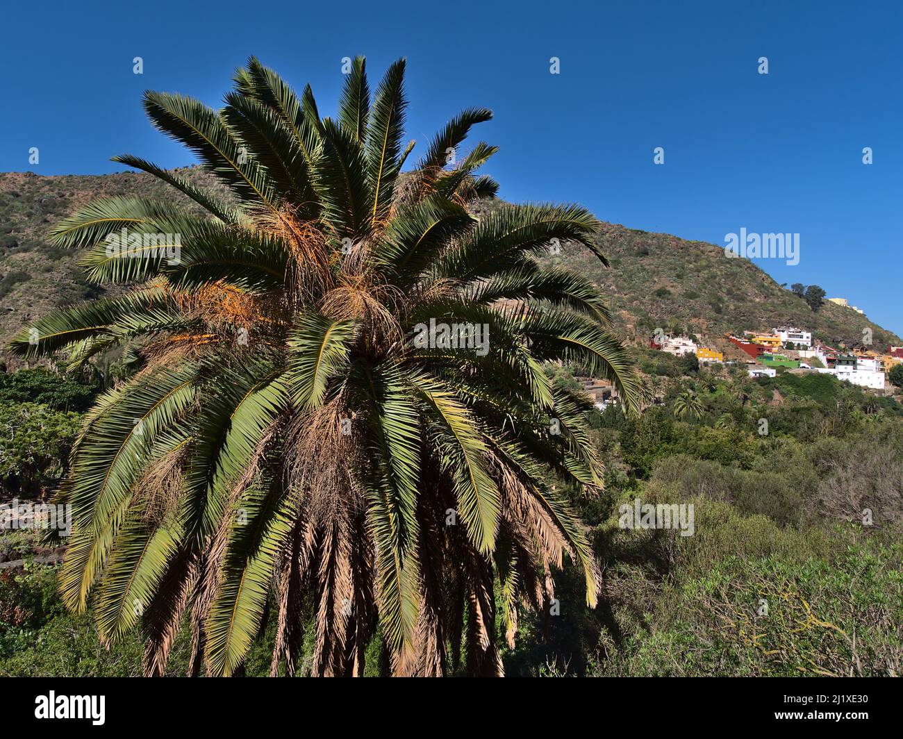 Vista della corona di una palma da datteri delle Isole Canarie (Phoenix canariensis) con grandi foglie verdi nella stagione invernale nelle montagne di Gran Canaria. Foto Stock