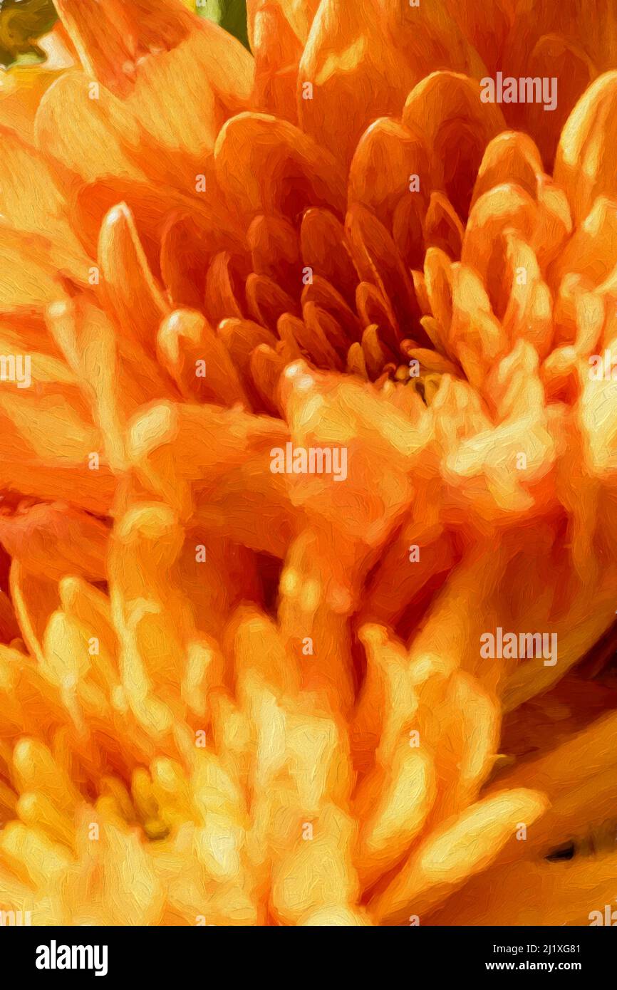 Pittura digitale di fiori di Aster gialli e arancioni in fiore con una profondità di campo poco profonda. Foto Stock