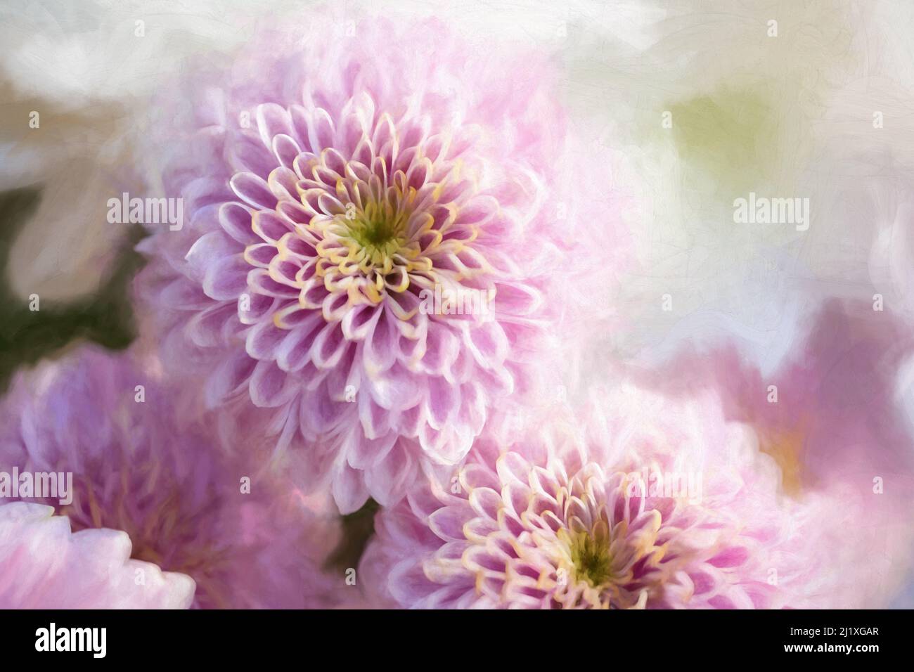 Pittura digitale di fiori rosa di Chrysanthemum in fiore con una profondità di campo poco profonda. Foto Stock