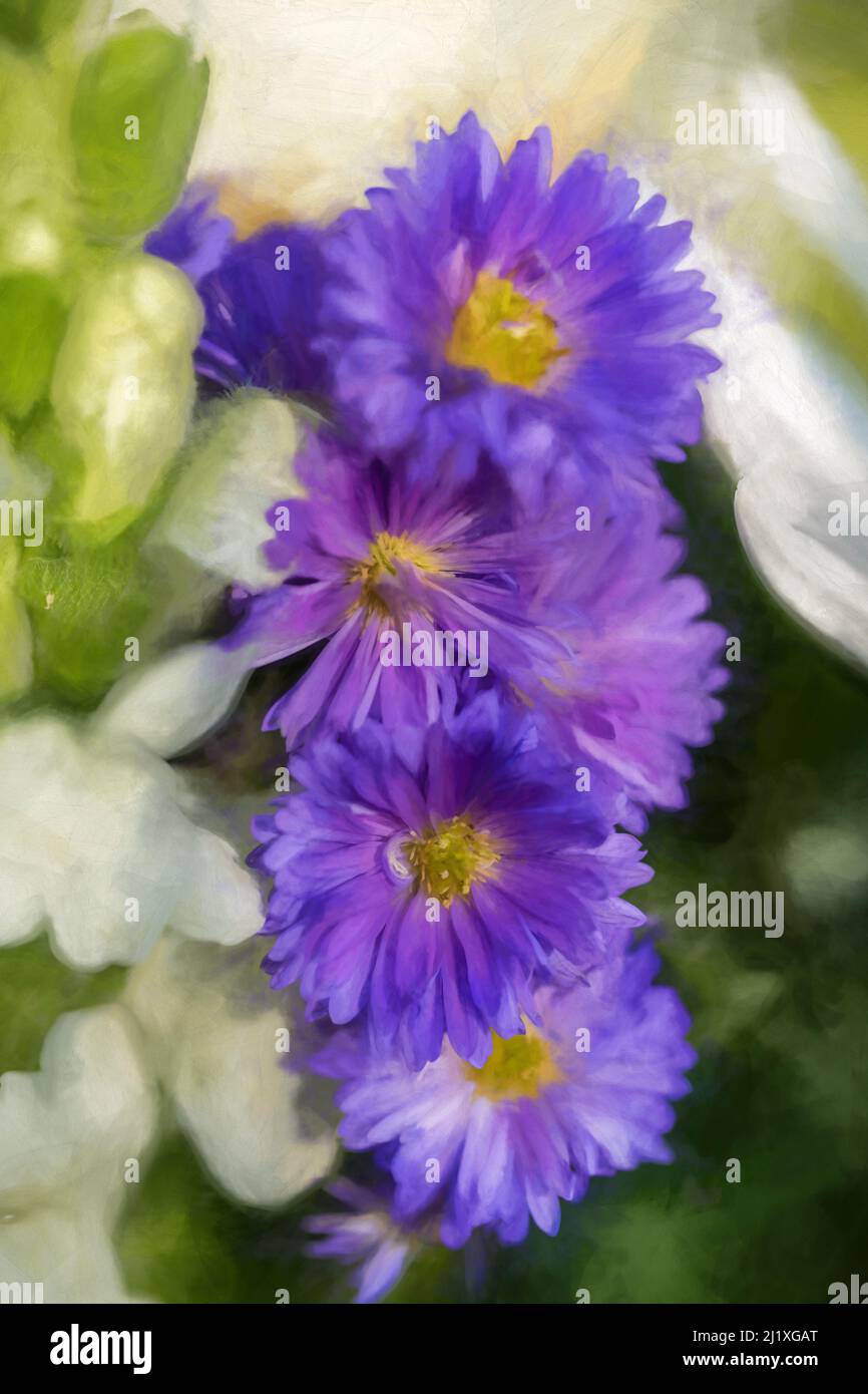 Pittura digitale di viola, e fiori di Aster viola che iniziano a fiorire con una profondità di campo poco profonda. Foto Stock