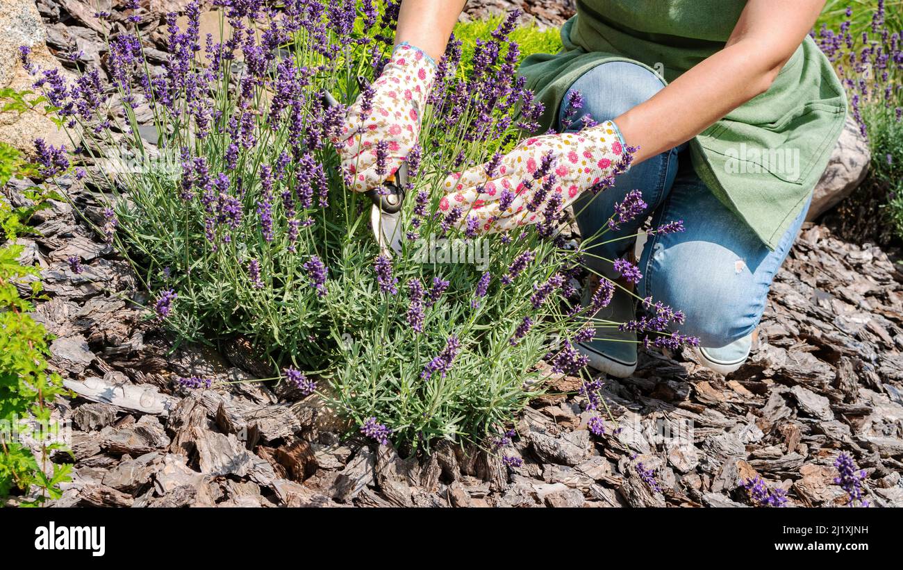 Corteccia di pino per pacciame in un giardino di fiori. Donna giardiniere  taglia fiori su un cespuglio di lavanda. Cura e coltivazione di piante di  lavanda francese. Potatura l Foto stock -