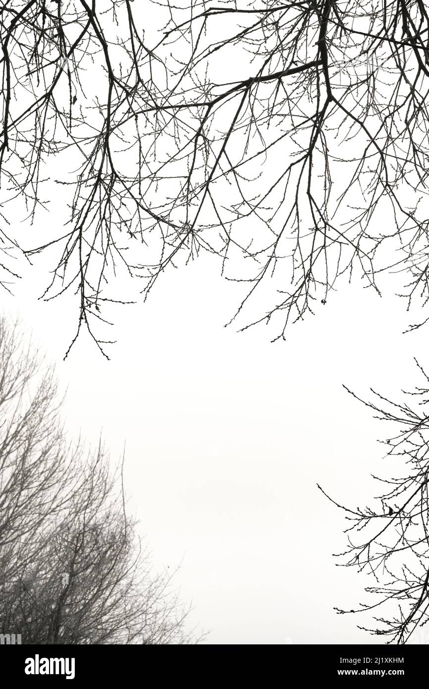 Early Morning mist schermi alberi coperti di brina in un paesaggio monocromatico in rurale di campagna del Regno Unito. Foto Stock