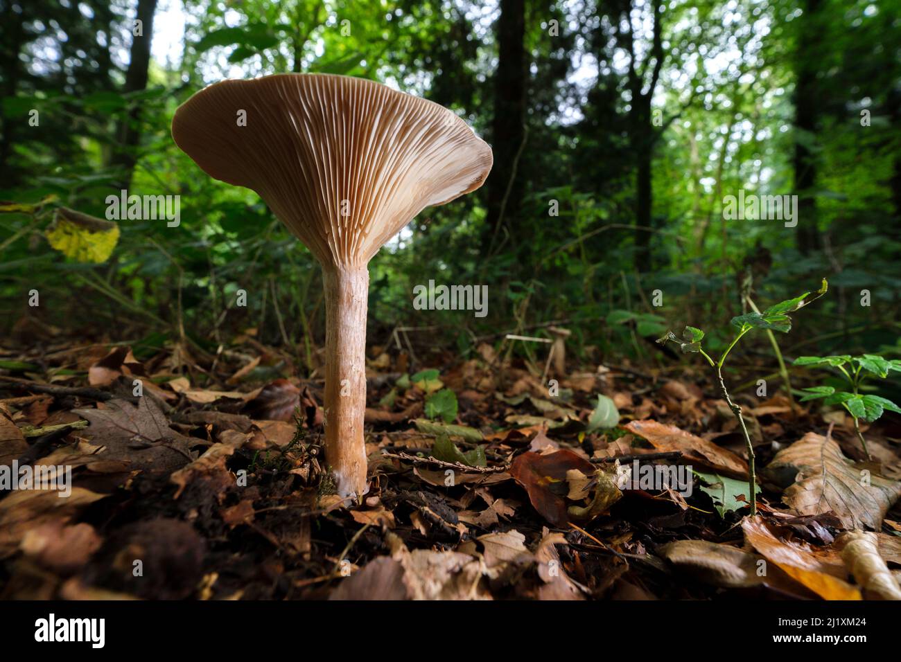 Un unico sgabello o funghi sul pavimento della foresta, che mostra delicate branchie e struttura sul lato inferiore. Foto Stock