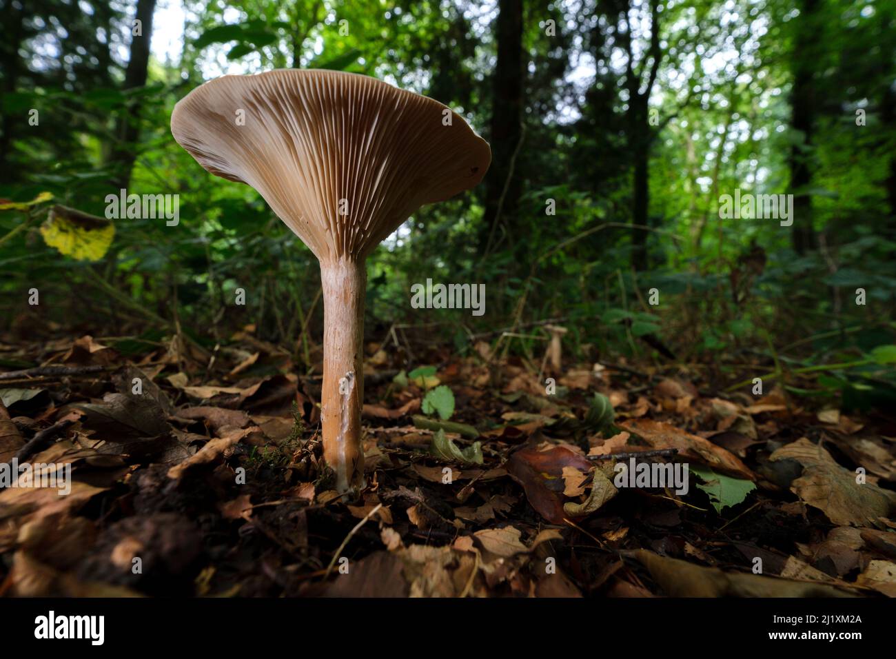 Un unico sgabello o funghi sul pavimento della foresta, che mostra delicate branchie e struttura sul lato inferiore. Foto Stock