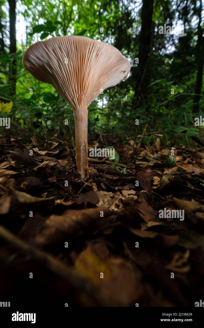 Un unico sgabello o funghi sul pavimento della foresta, che mostra delicate branchie e struttura sul lato inferiore. Foto Stock