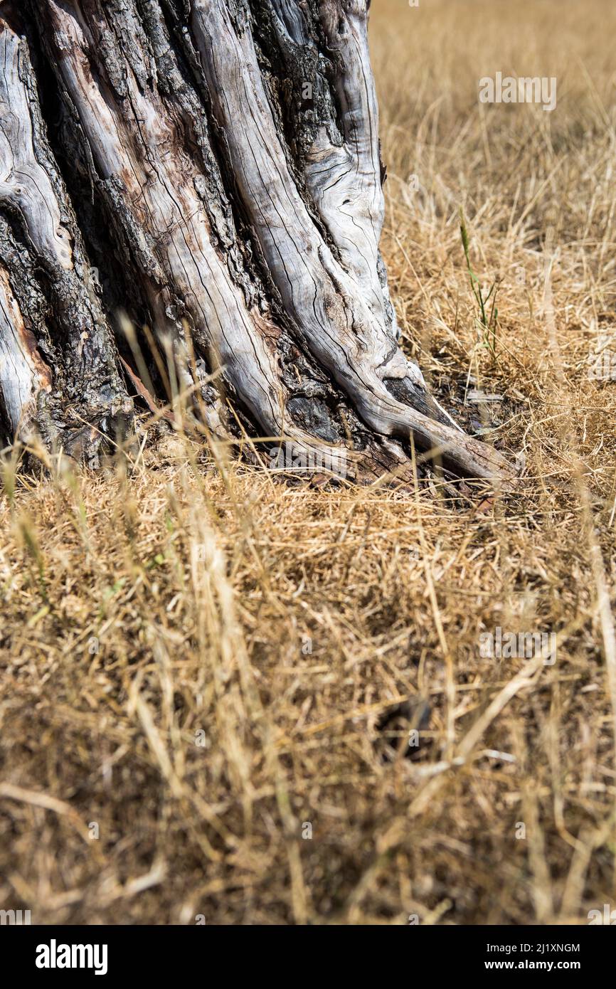 Un vecchio tronco di albero defunto in erba secca, sbiadita e morta, sbiancato quasi bianco sul caldo sole estivo. Foto Stock