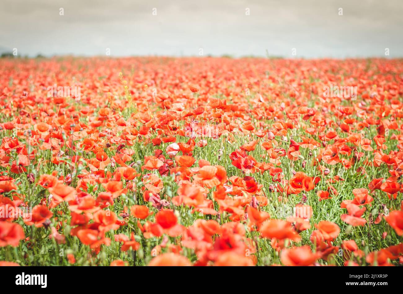molti papaveri rossi prato fiori Foto Stock