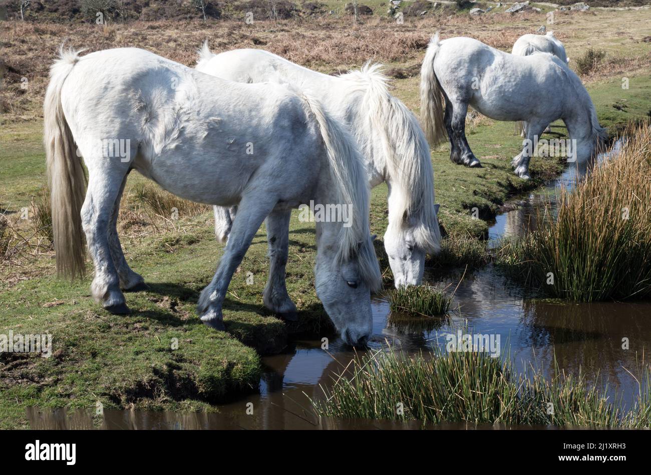 Ponies bianchi che bevono su Dartmoor Foto Stock