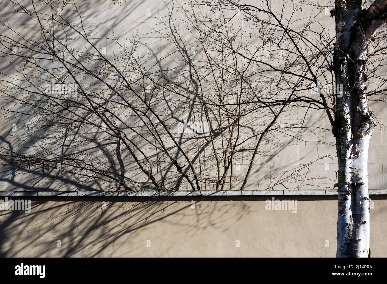 Un albero senza foglie che getta ombre su una parete piana e sul lato di un edificio vicino con tronco e peeling corteccia d'argento. Foto Stock