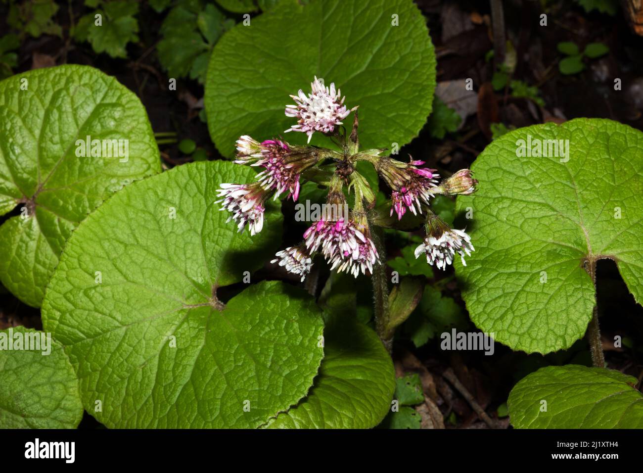 Petasites pyrenaicus (eliotropo invernale) è originario della regione mediterranea, ma ora è diventato naturalizzato nel Regno Unito. È stato introdotto nel 1806. Foto Stock