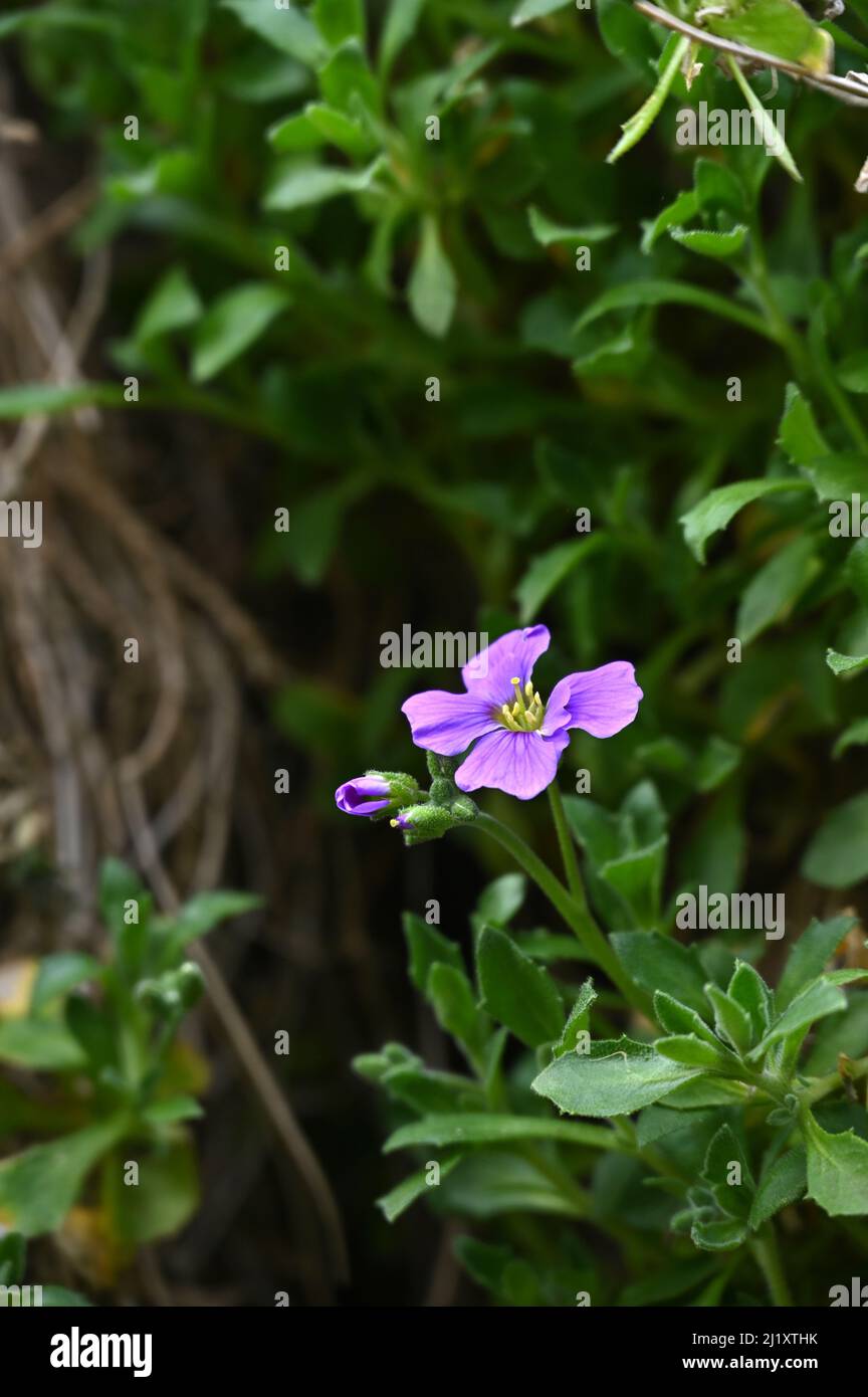 Aubretia in fiore che growing da un muro nel nord Oxfordshire villaggio di Hook Norton Foto Stock