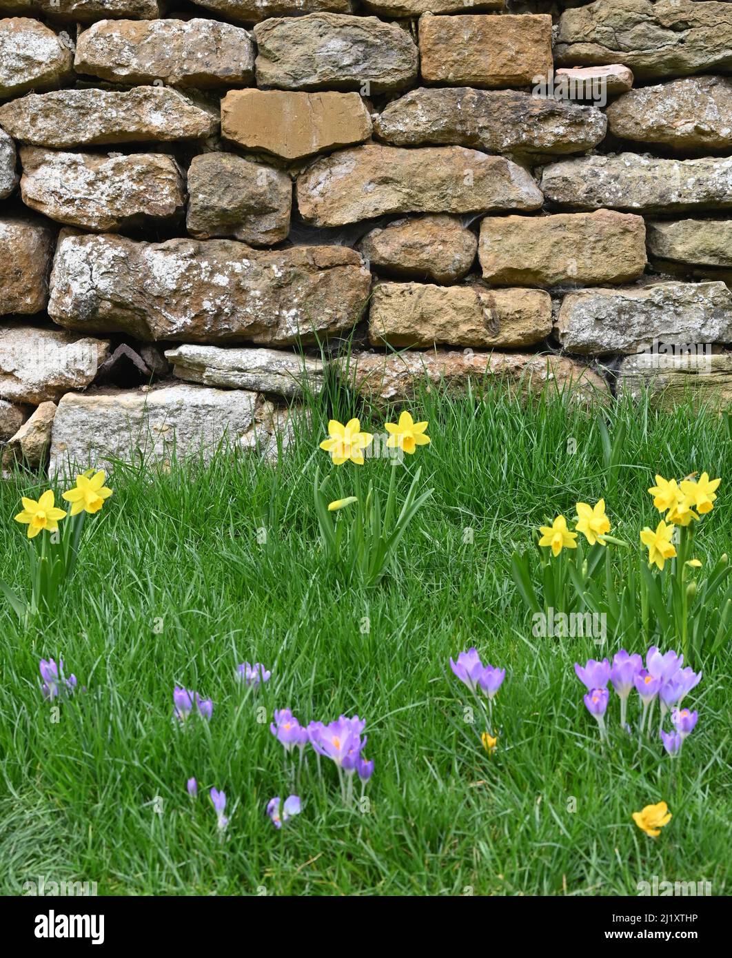 Narcisi nana e croco in fiore di fronte ad un tradizionale muro di ferro nel nord Oxfordshire villaggio di Hook Norton Foto Stock