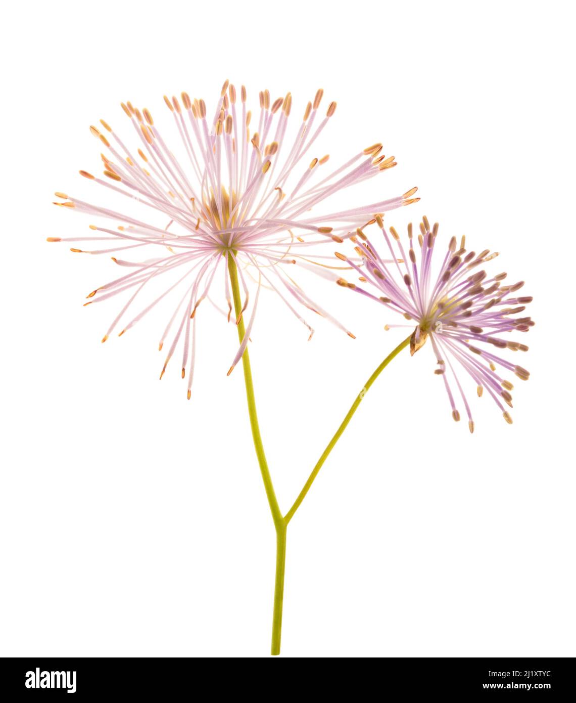 Colonna prato-rue isolato su sfondo bianco Foto Stock