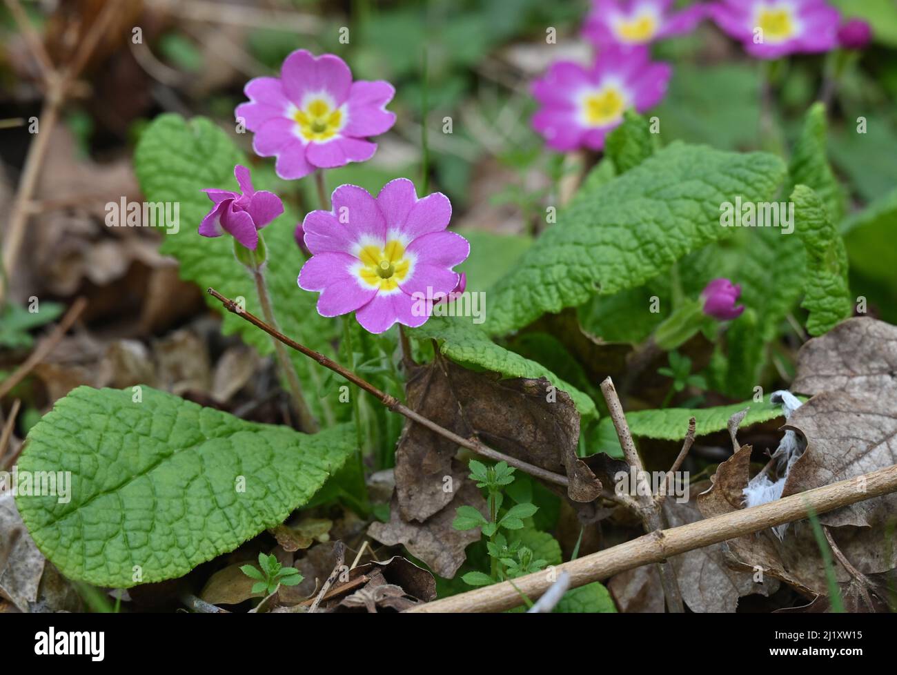Primrose (primula vulgaris) in fiore nel nord Oxfordshire villaggio di Hook Norton Foto Stock
