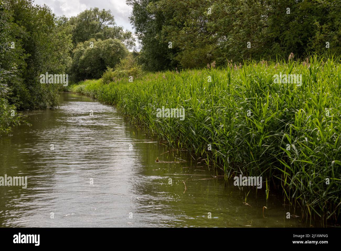 Oxford Canal vicino a Lower Heyford, Oxfordshire, Regno Unito Foto Stock