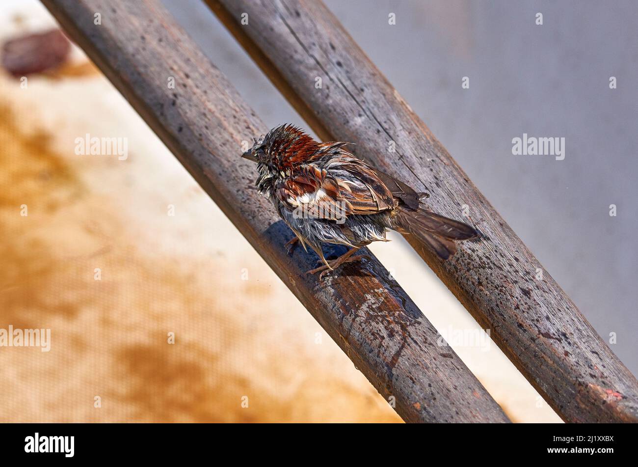 Piccolo passero sul recinto di legno Foto Stock