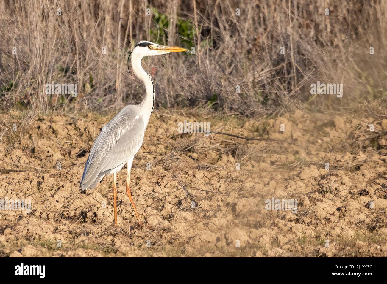 Airone grigio - Ardea cinerea - nel Parco Nazionale di Donana, Riserva Naturale di Huelva, Andalusia, Spagna Foto Stock