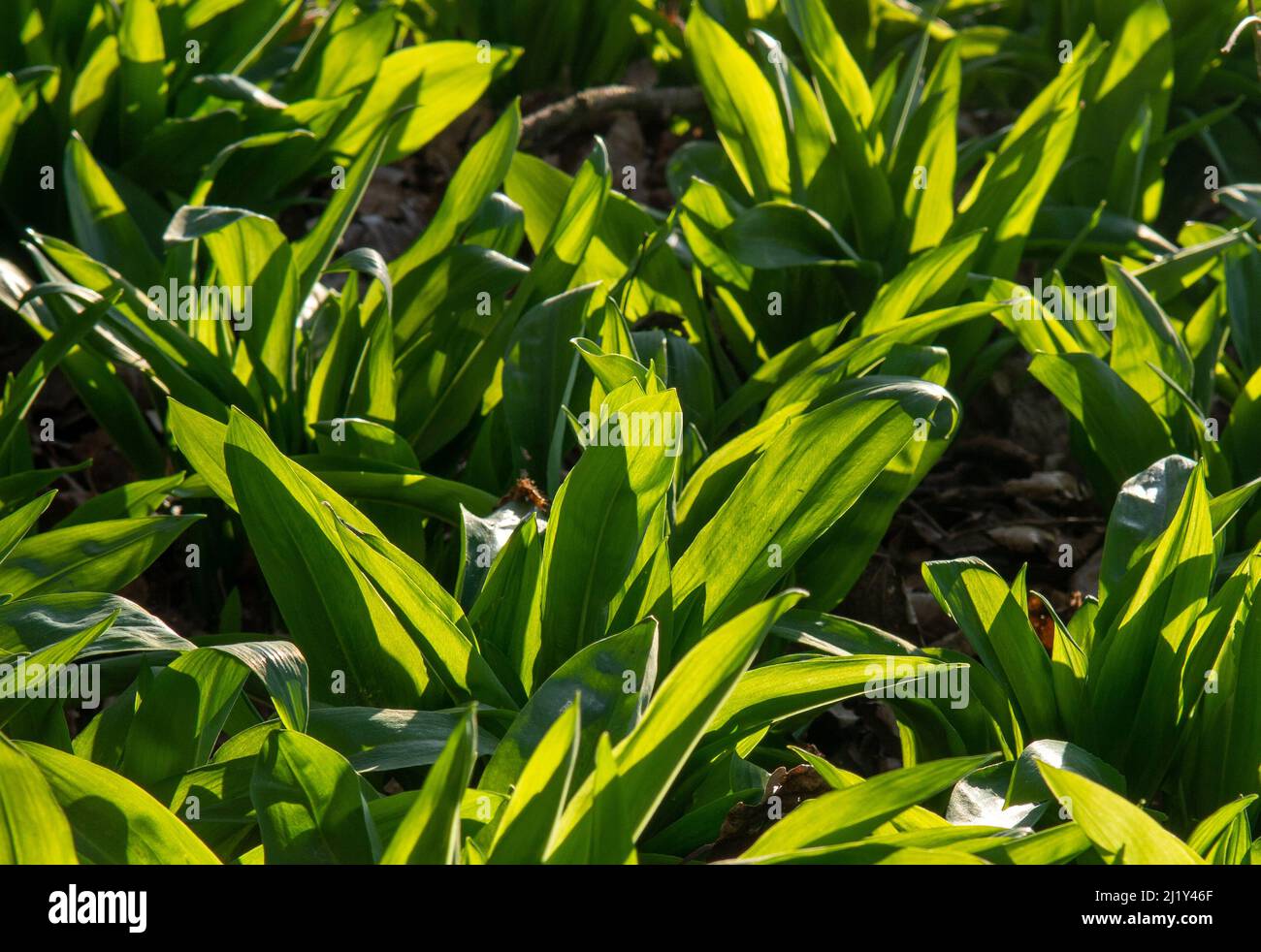 Aglio selvatico (Allium ursinum) foglie verdi nella foresta. La pianta è anche conosciuta come ramsons, buckrams, aglio a foglia larga, aglio di legno, porro o. Foto Stock