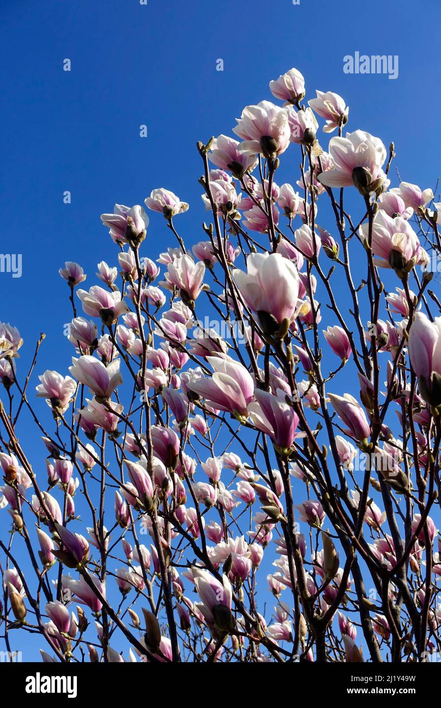 Magnolie in fiore, Berlino, Germania Foto Stock