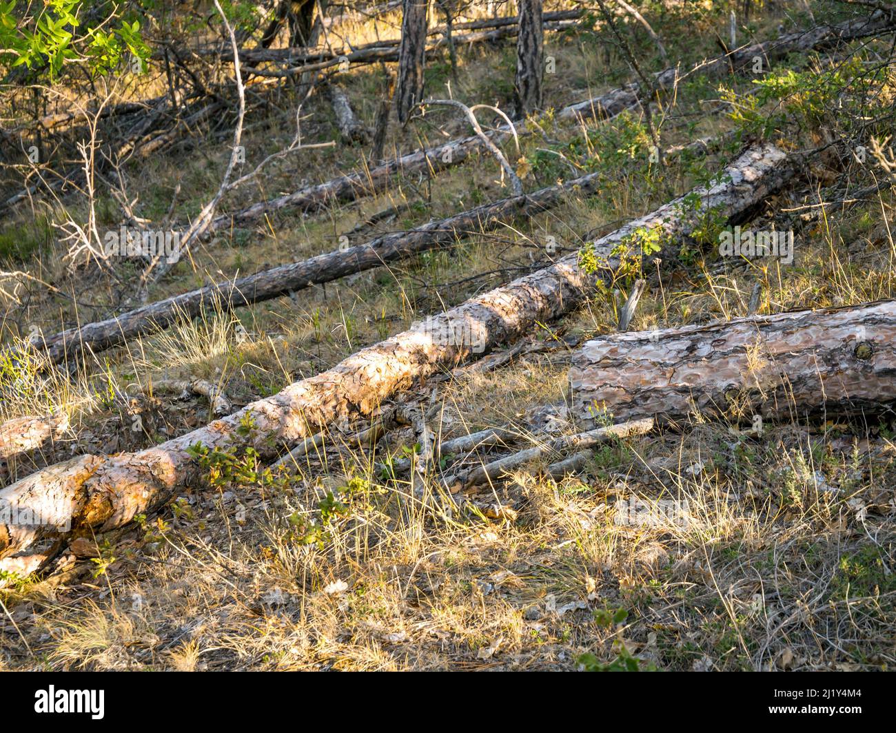 Pini Crimea caduti. Il territorio della riserva naturale di Karadag. Crimea Foto Stock