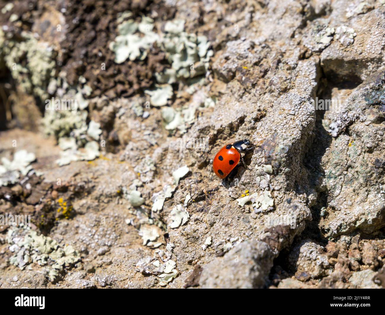 Ladybug sulle rocce della riserva naturale di Karadag. Crimea Foto Stock