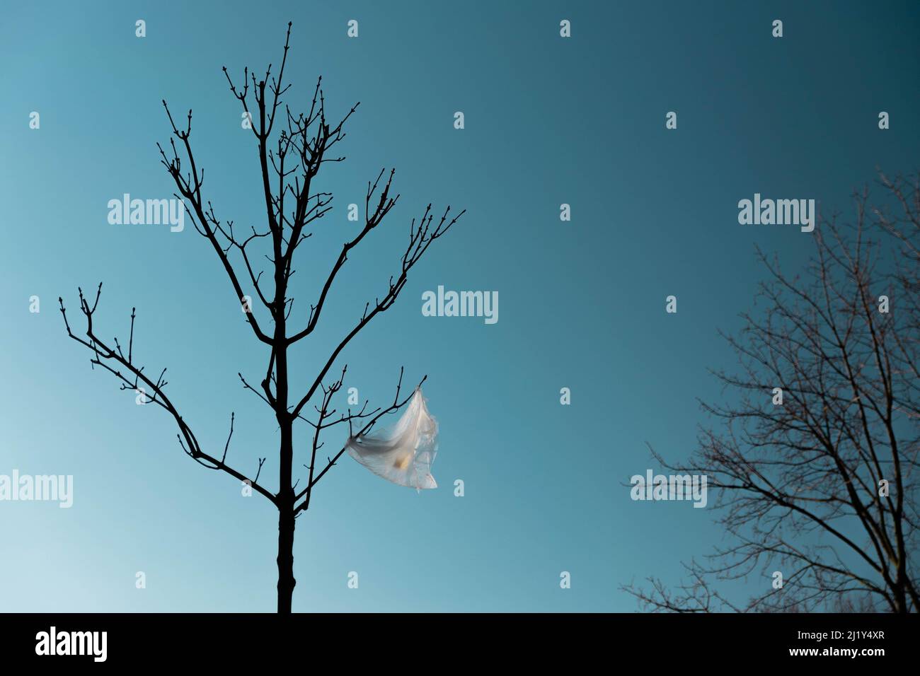 L'inquinamento è visibile - bustina di plastica sull'albero Foto Stock