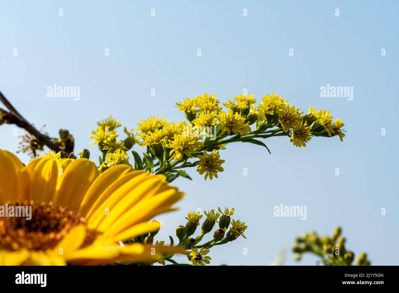 Giallo e arancio Girasole in fiore con una profondità di campo poco profonda. Foto Stock