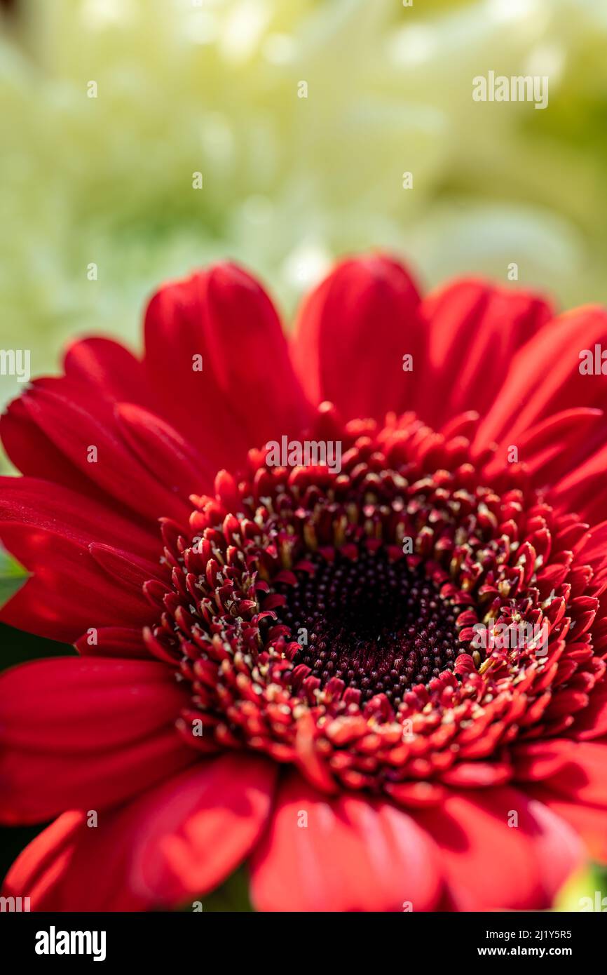 Fiori di Aster rosso in fiore con una profondità di campo poco profonda. Foto Stock