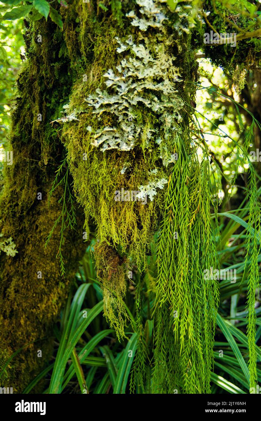 Fork feln (Tmesipteris specie), la barba di un vecchio uomo (Usnea specie) e lichen che crescono su un albero nella foresta nuvolosa del Monte Taranaki, Nuova Zelanda Foto Stock