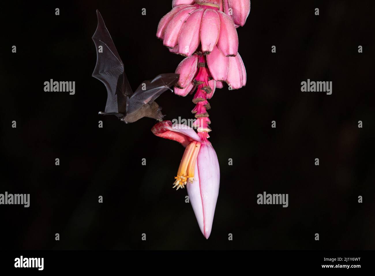Una vista di un bel pipistrello nero su un fiore di banana rosa aspetto estetico su uno sfondo sfocato Foto Stock