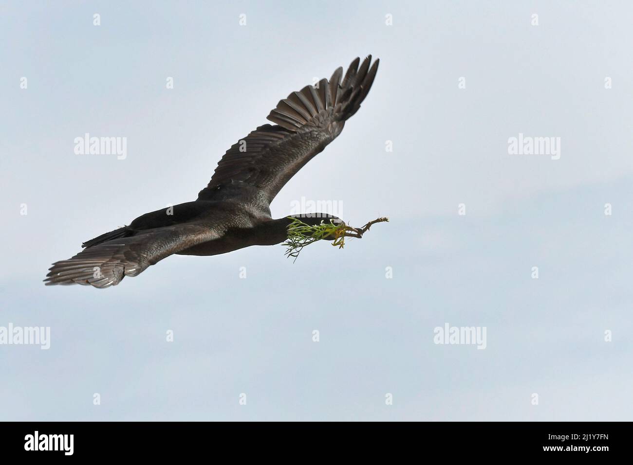 European Shag (Phalacrocorax aristotelis) volando verso il suo sito nido sulle scogliere costiere con materiale nido, Dorset, Regno Unito, maggio. Foto Stock