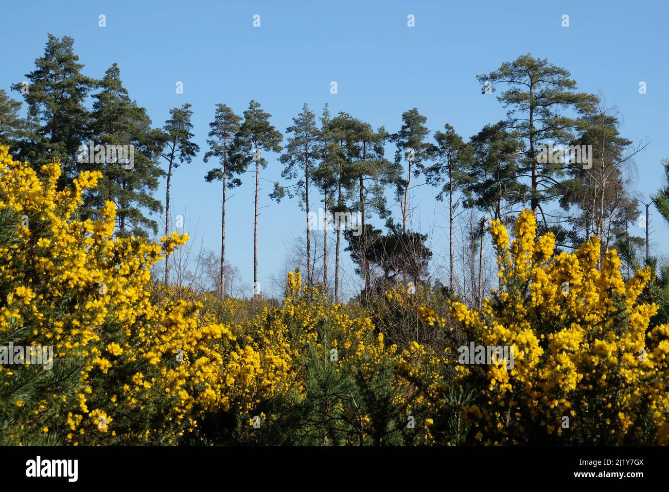Gorse comune che cresce su brughiera nel sud dell'Inghilterra. Foto Stock