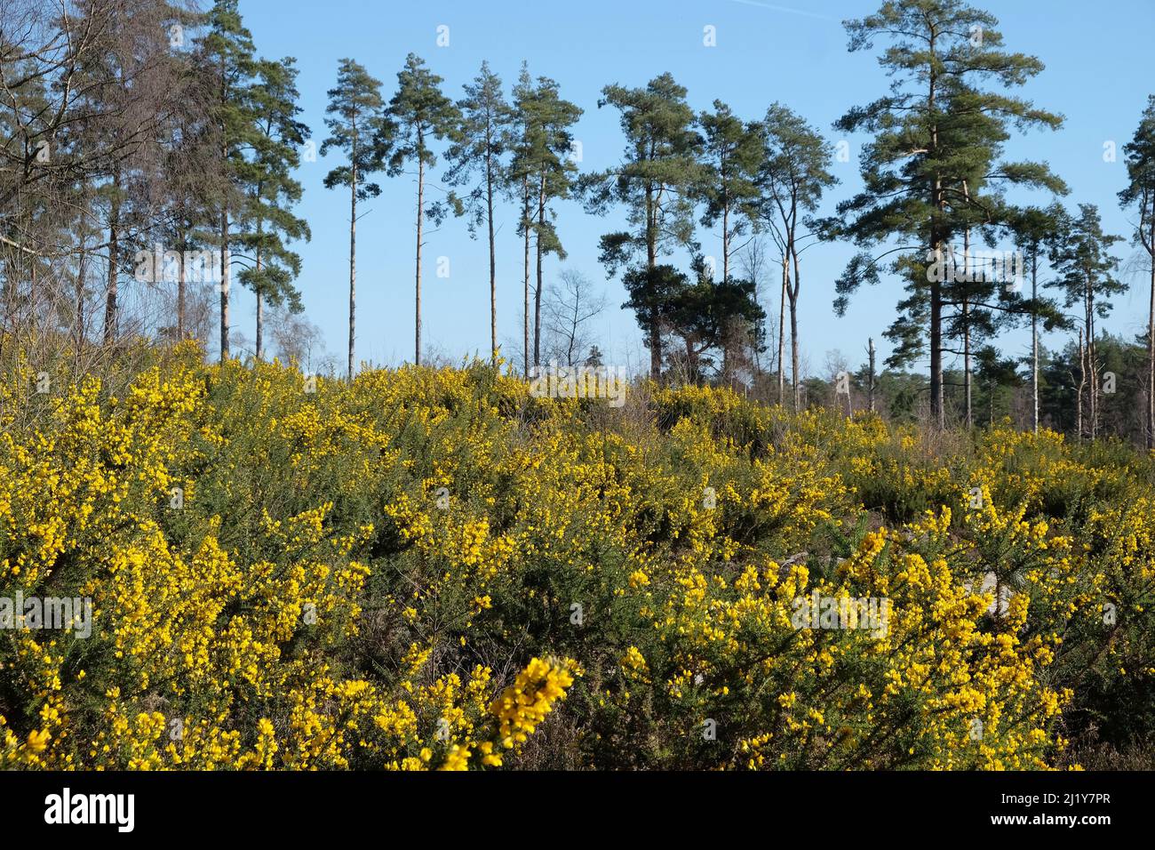 Gorse comune che cresce su brughiera nel sud dell'Inghilterra. Foto Stock