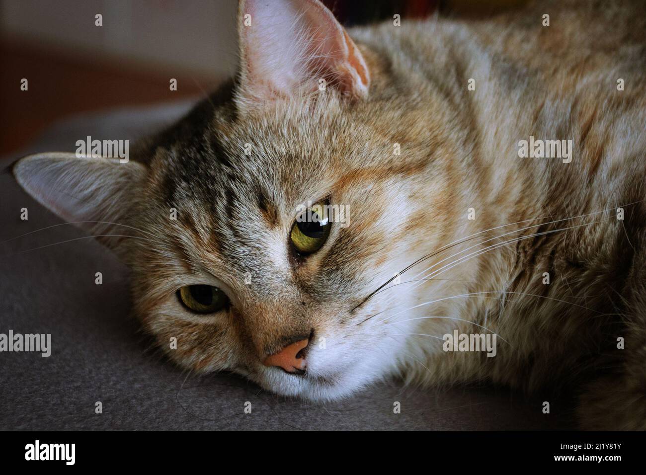 Ritratto di gatto tabby, ibrido con Felis silvestris Foto Stock