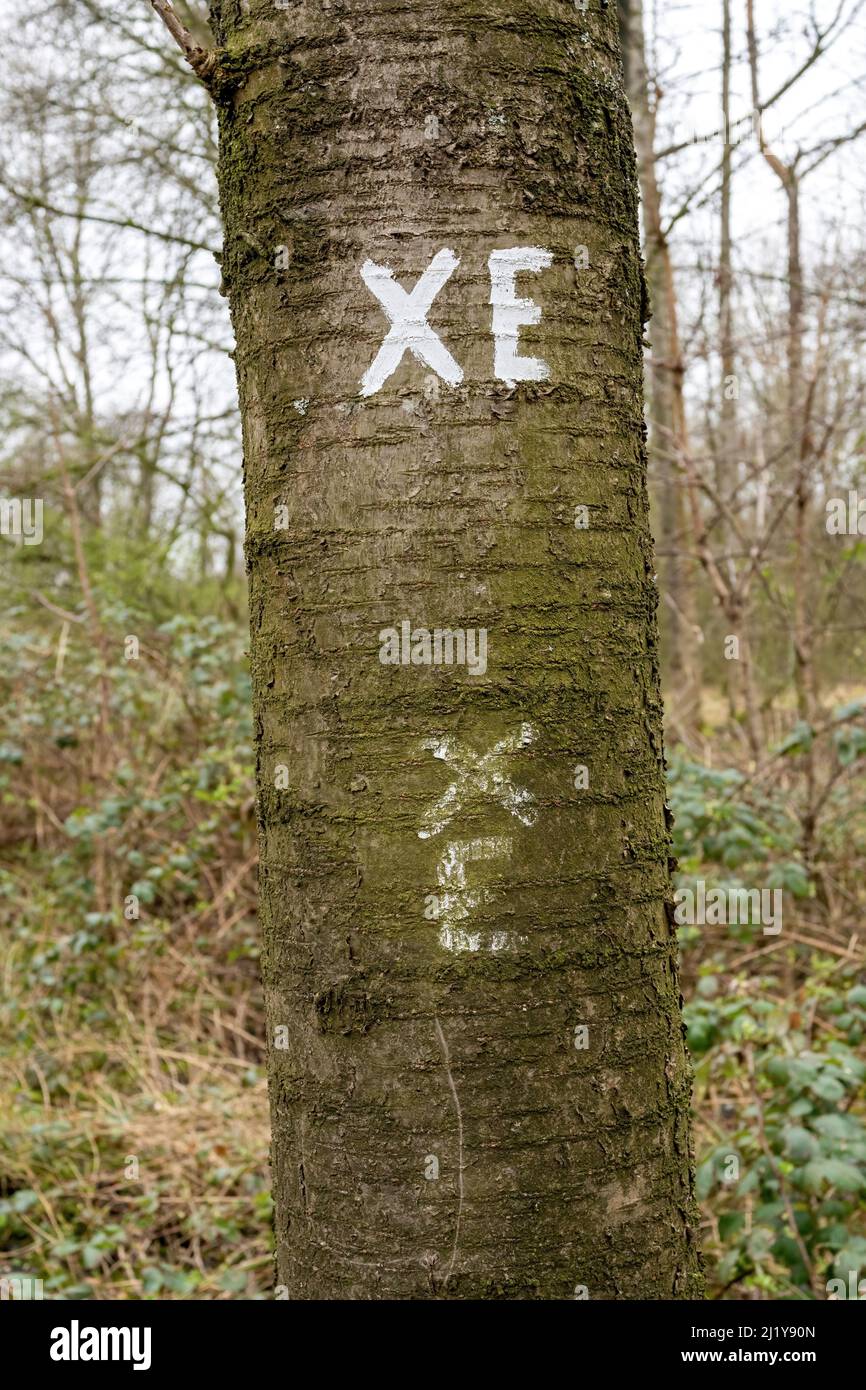 Un primo piano delle lettere di XE scritte in bianco su un tronco di albero nella foresta Foto Stock