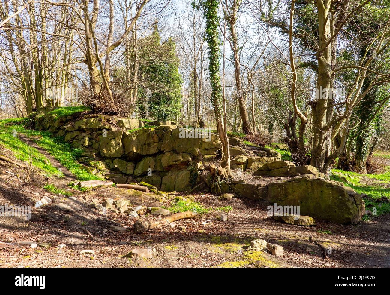 Woodland in Little France Park, Edimburgo, Scozia, Regno Unito Foto Stock