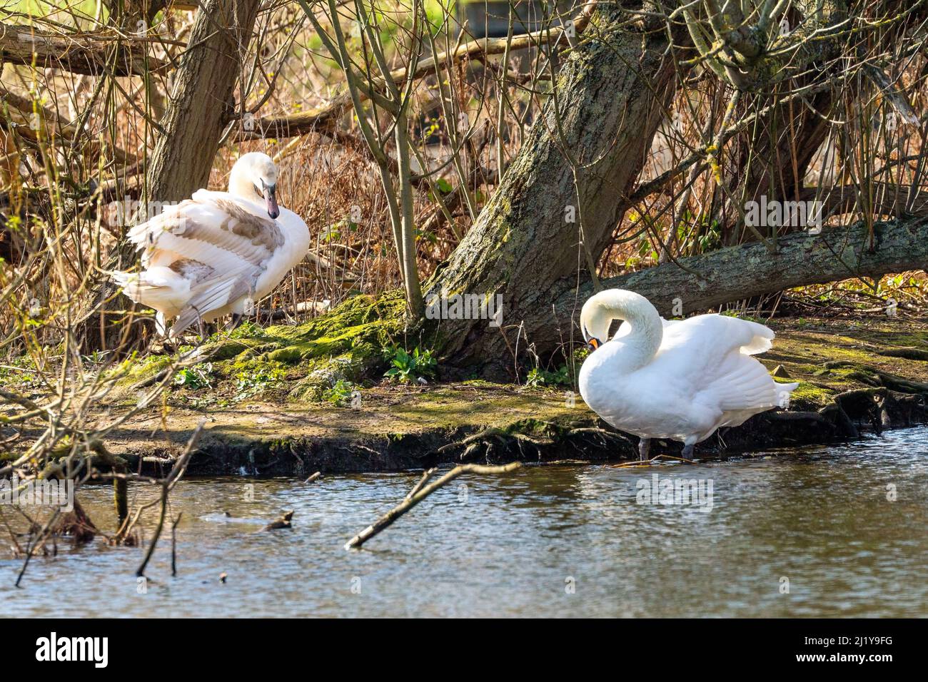 Cygnus al Figgate Park di Edimburgo, Scozia, Regno Unito Foto Stock