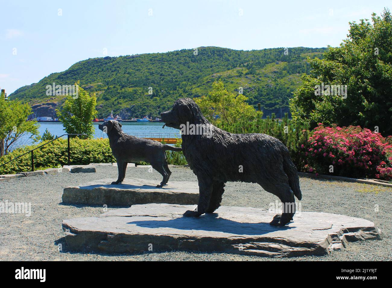 Statua di un cane Terranova e un Labrador Retriever, Harbour Side Park, St. John's, NL Foto Stock