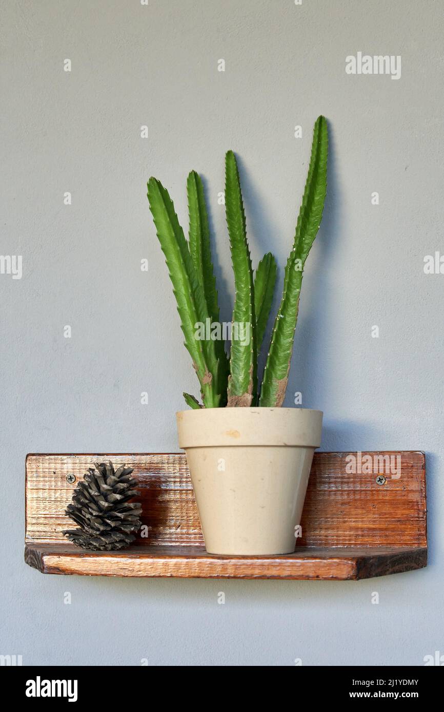 cactus órgano pianta in pentola bianca accanto ad un ornamento di ananas su scaffale di legno appeso alla parete. Pachycereus marginatus. Decoratio verticale e minimalista Foto Stock