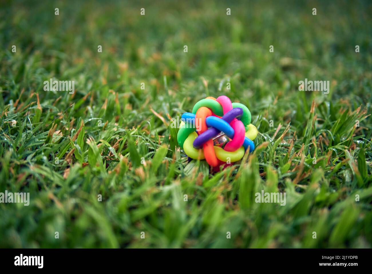 una piccola sfera colorata del cane isolata sul prato bagnato verde all'aperto. Giocattolo per cani. Messa a fuoco orizzontale e selettiva Foto Stock