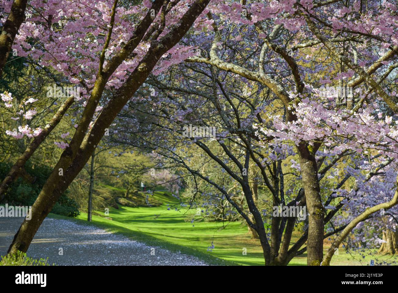 Vista sui fiori di ciliegio nel parco orientale di Maulevrier Foto Stock