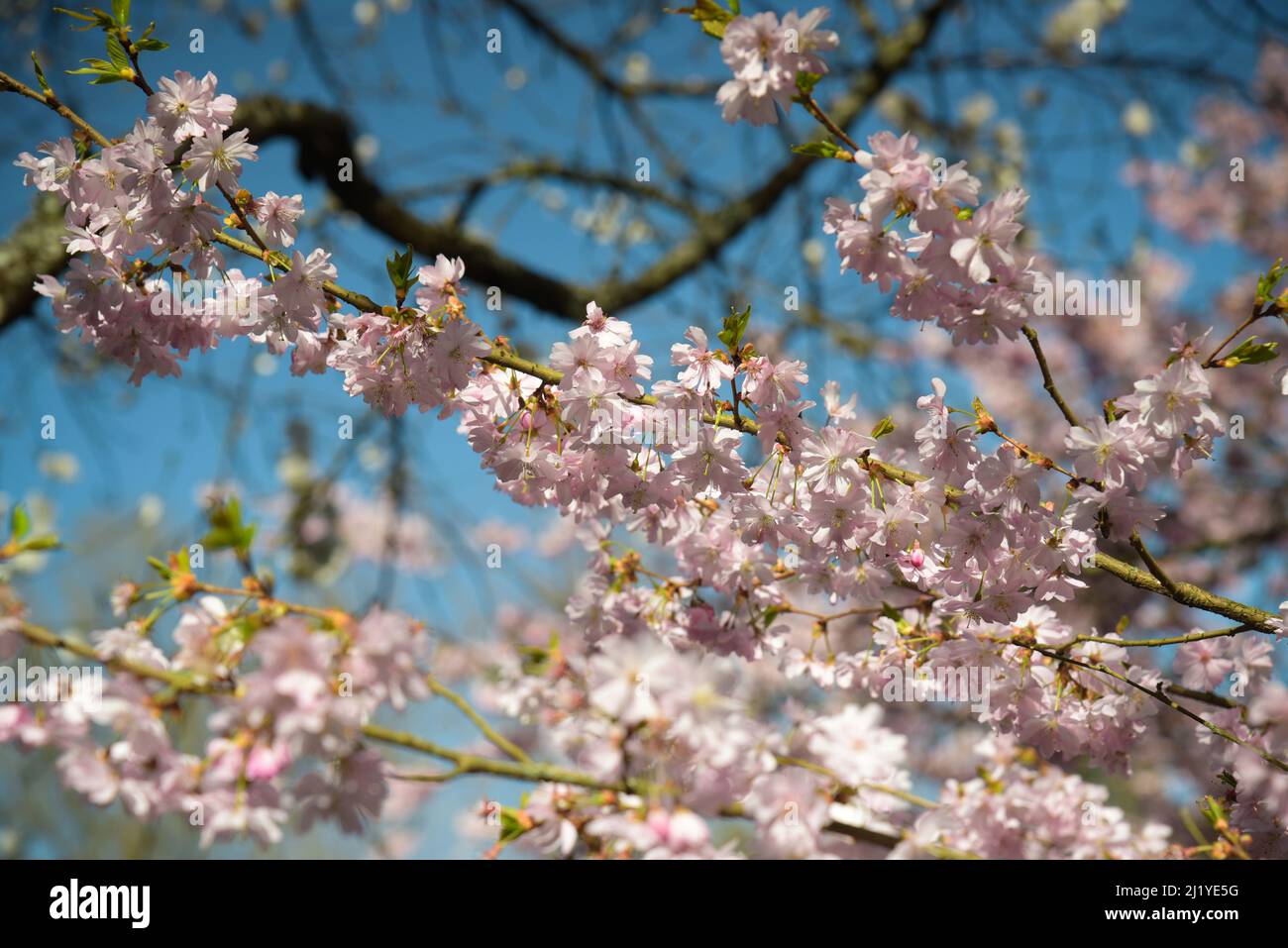 Vista sui fiori di ciliegio nel parco orientale di Maulevrier Foto Stock