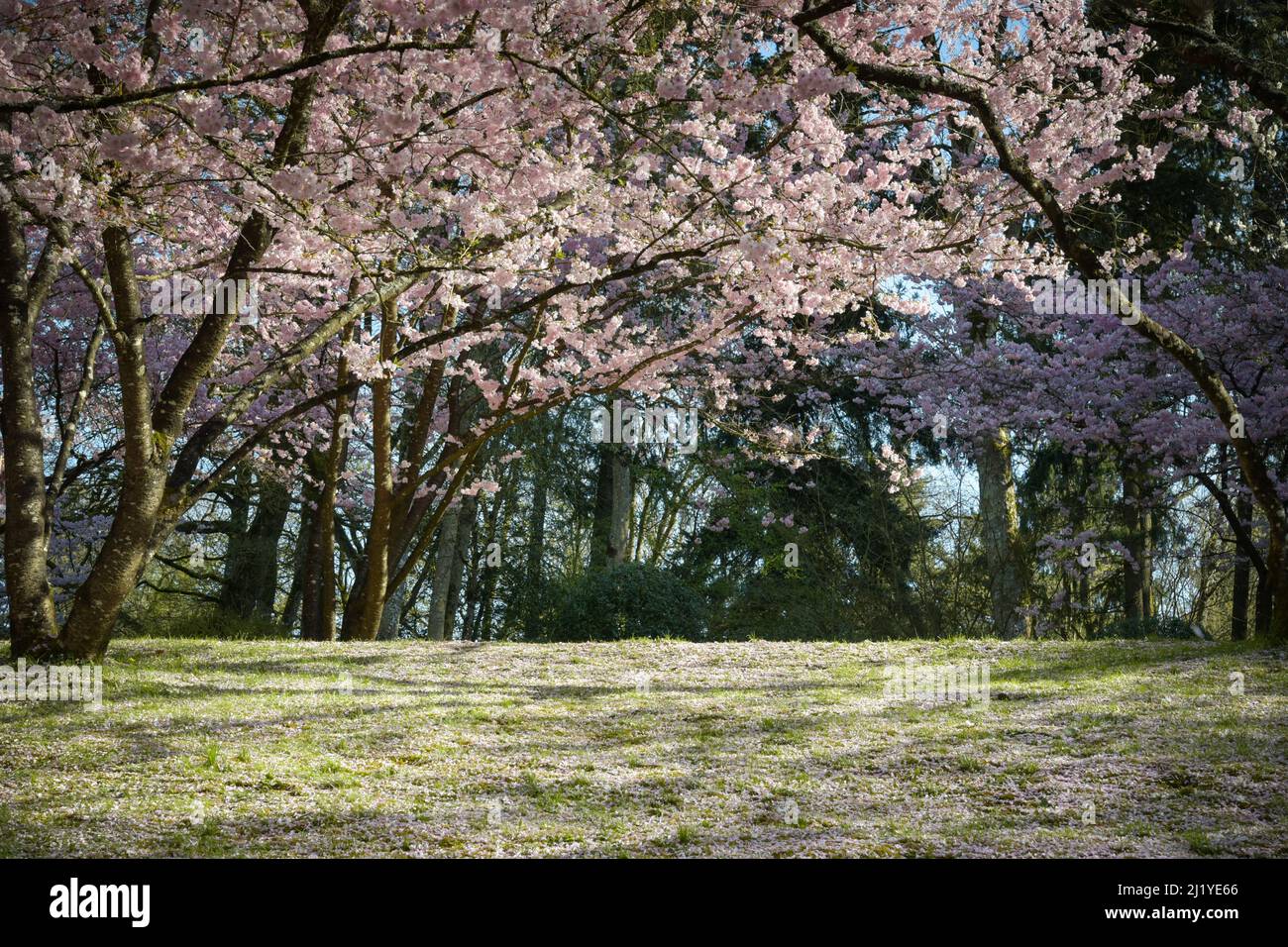 Vista sui fiori di ciliegio nel parco orientale di Maulevrier Foto Stock