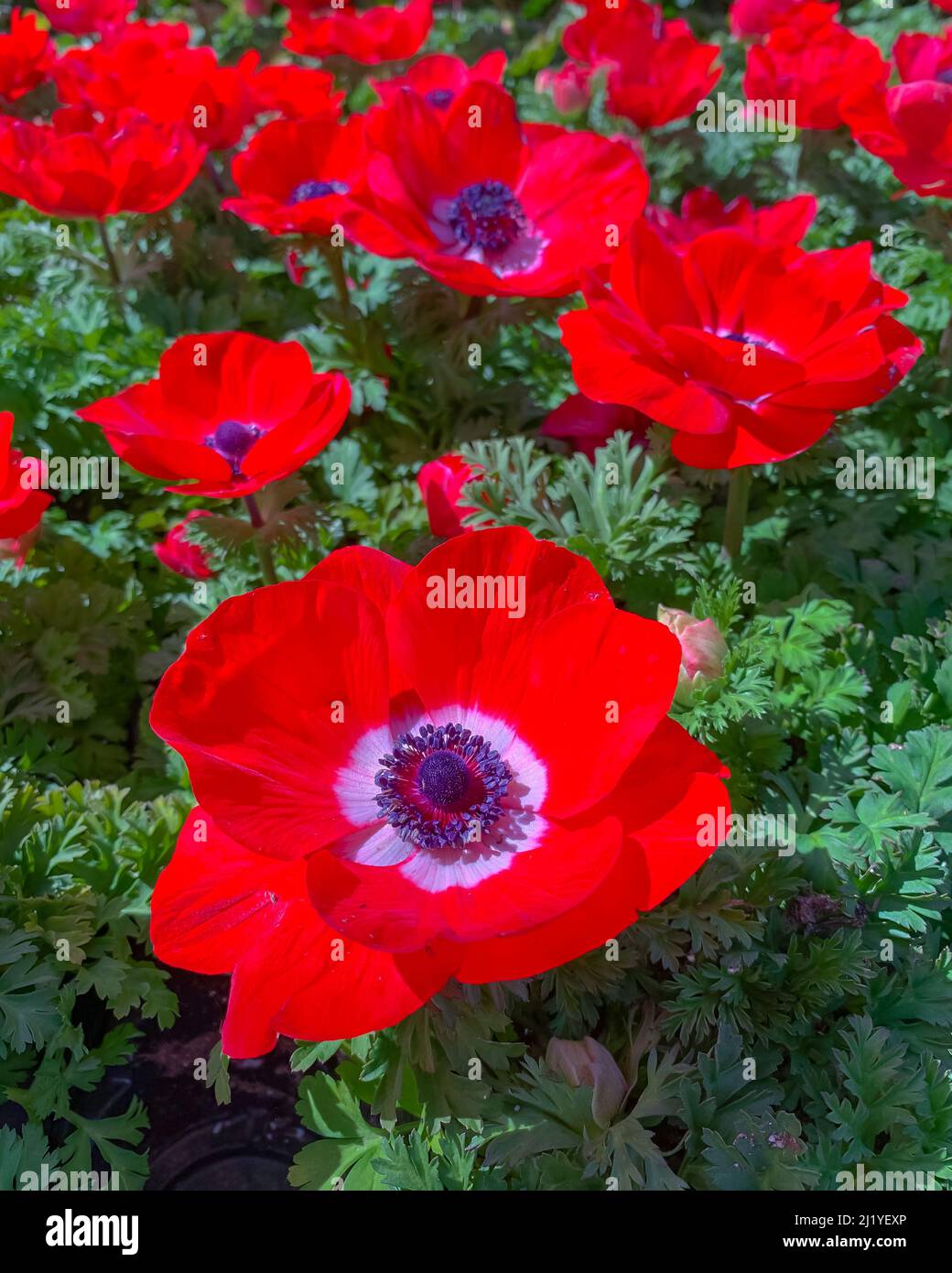 Anemone rosso papavero fiori vicino in giardino, banner verticale Foto Stock